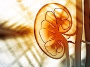 Gut Bacteria Could Impact the Health of Patients with Kidney Disease