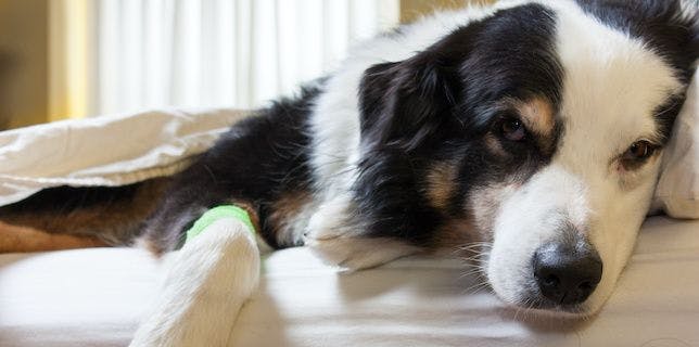 First Oral Treatment for Lymphoma in Dogs Receives FDA's Conditional Approval