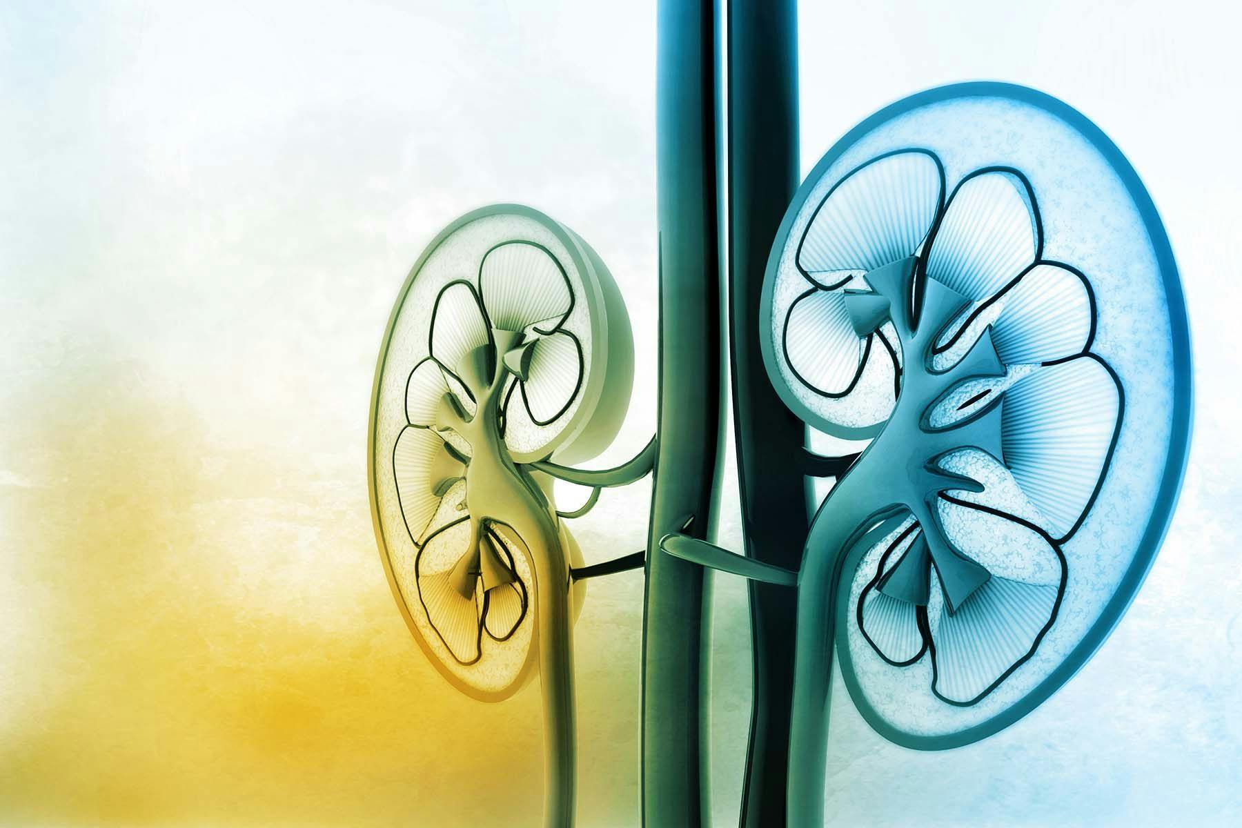 Study Results Show COVID-19 Linked to Decline in Kidney Function