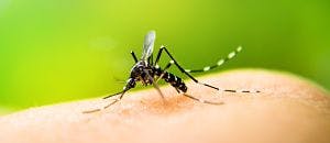 Smart Trap Increasingly Accurate in Catching Zika, West Nile Mosquitoes