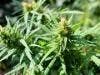 Chronic Pain: Herbal Cannabis Showed No Serious Adverse Effects After One-Year Use