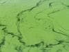 Algae Compound May Lead to Effective New Cancer Drugs