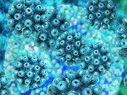 Antiviral Drugs Maintain Cure Rates Across HIV-Hepatitis C Coinfection