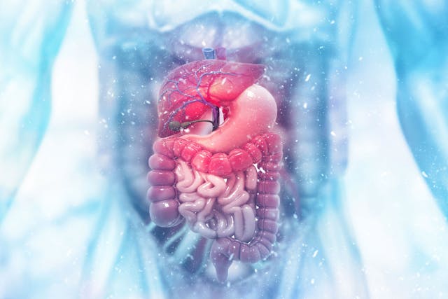 Human digestive system on scientific background | Image Credit: Crystal light - stock.adobe.com
