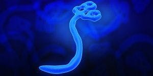 Animal Model May Accelerate Ebola Cure