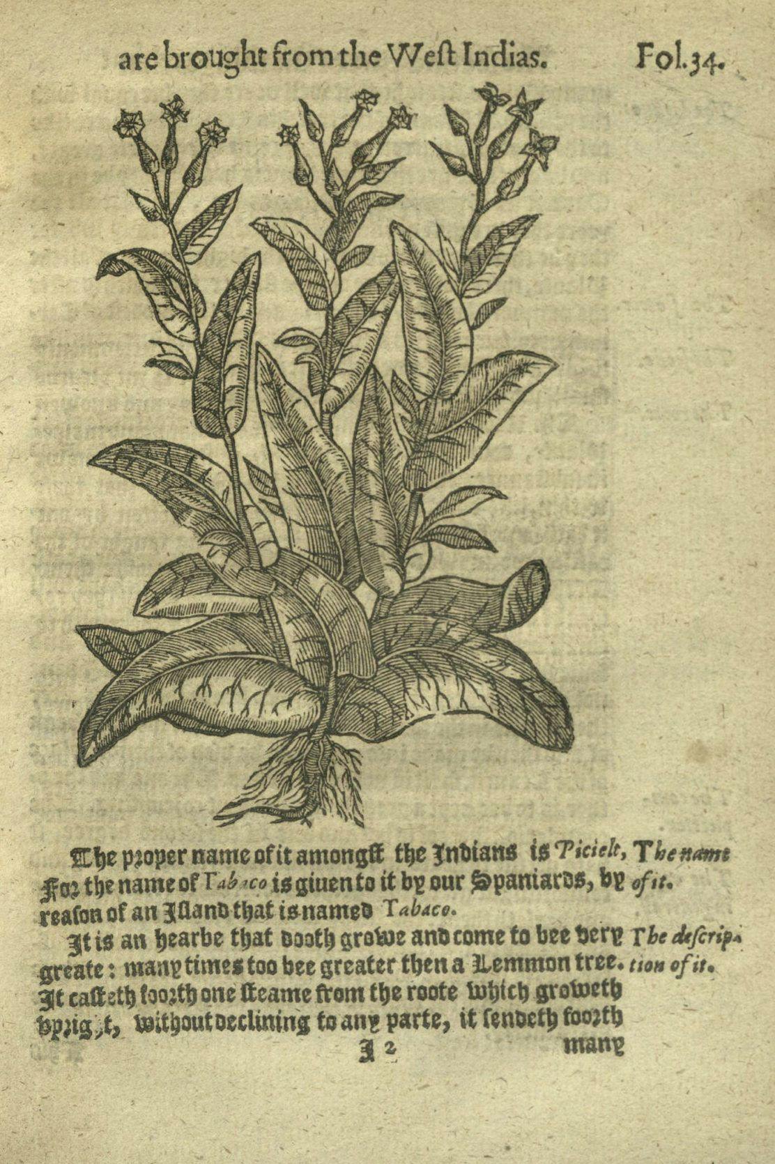 Fun Fact: What Disease Did a Physician in the 16th Century Believe Tobacco Could Cure?