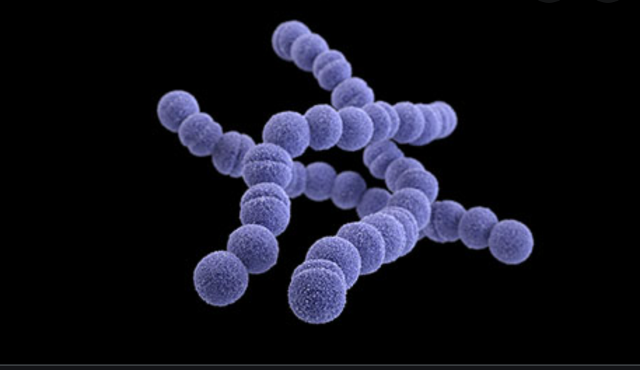 Group B Streptococcus Major Source of Preterm Births, Disability, Infant Mortality