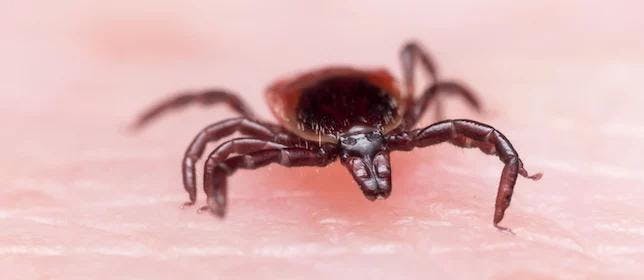 Lyme Disease Diagnoses Show 357% Increase in Rural Areas, According to Private Insurance Claims