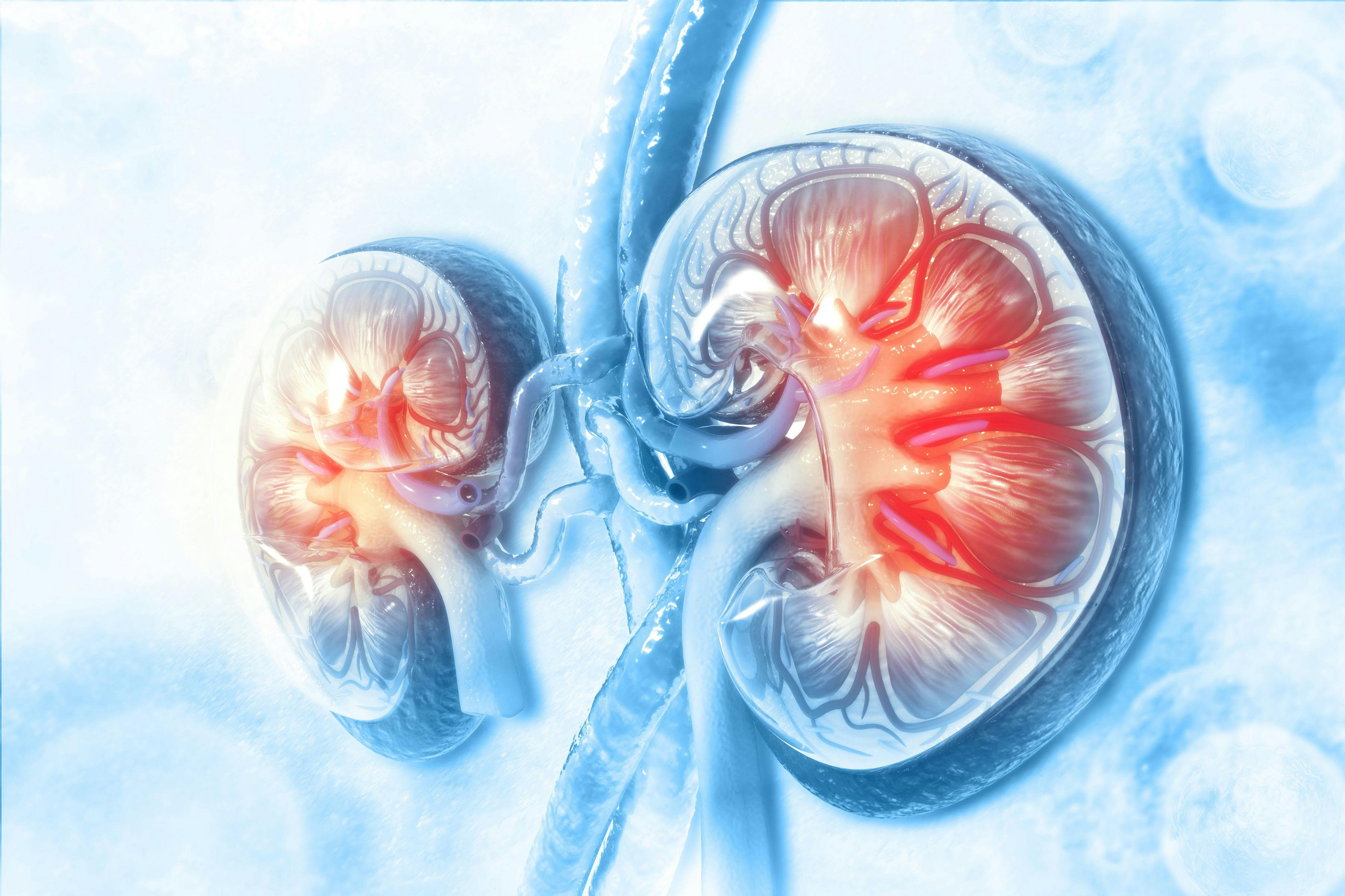 Human kidneys -- Image credit: Crystal light | stock.adobe.com
