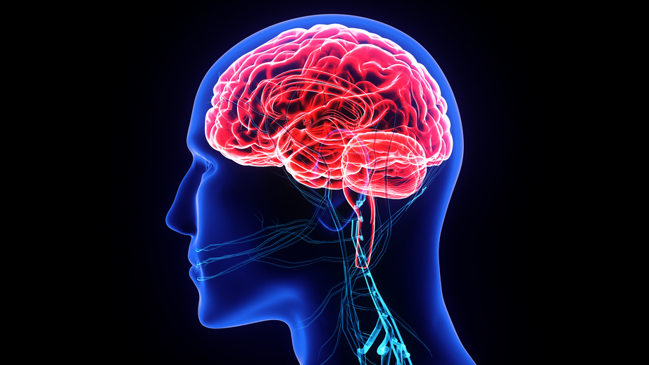 Researchers Find Brain Region Where Executive Function Takes Place
