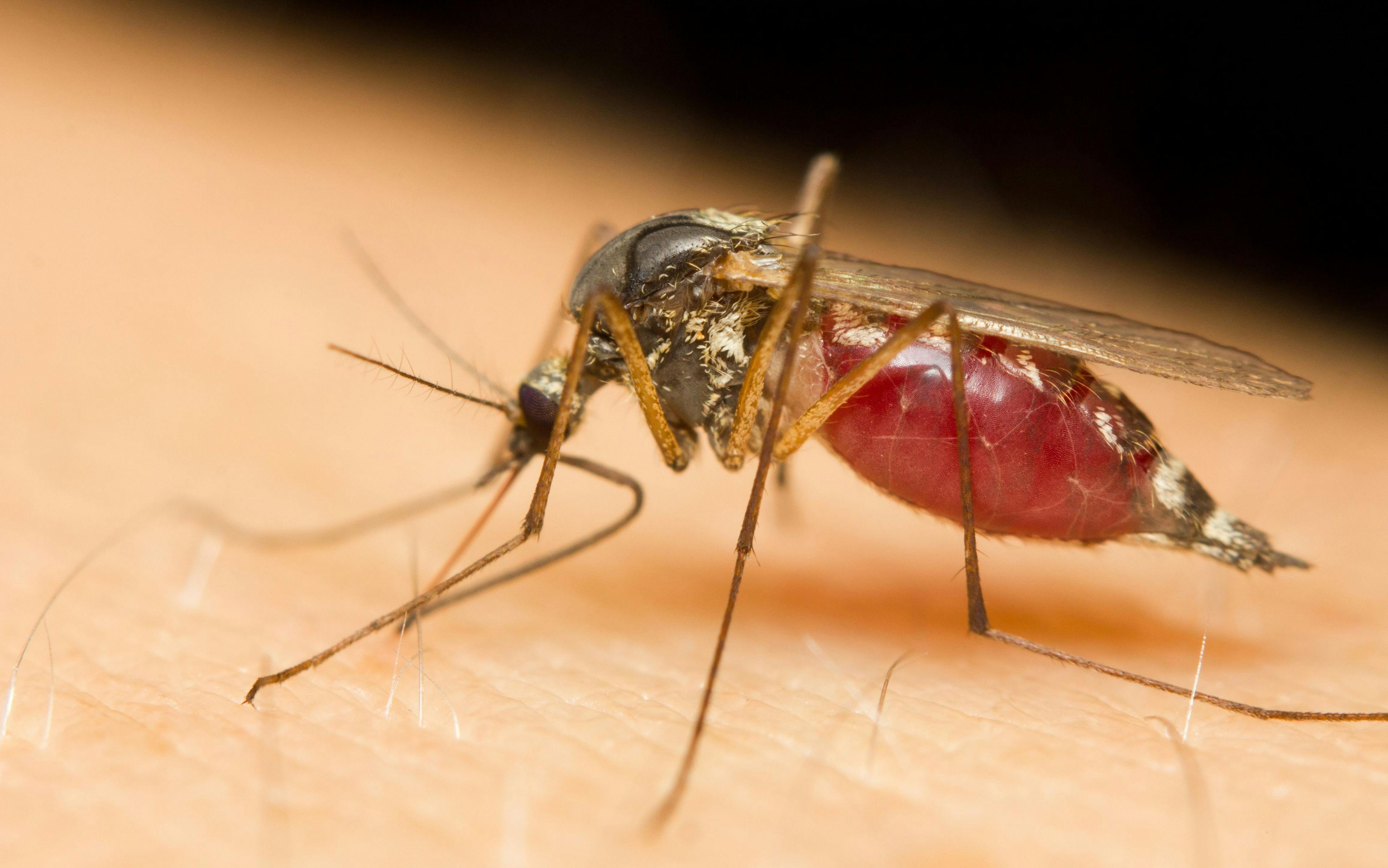 Mosquito sucking blood -- Image credit: corlaffra | stock.adobe.com