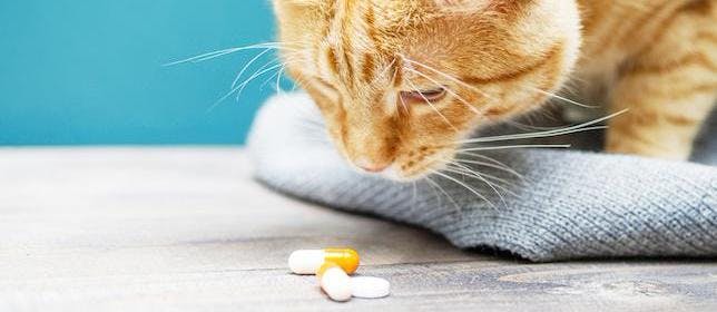 Survey Asks Pharmacists About Potential Pet Poisons