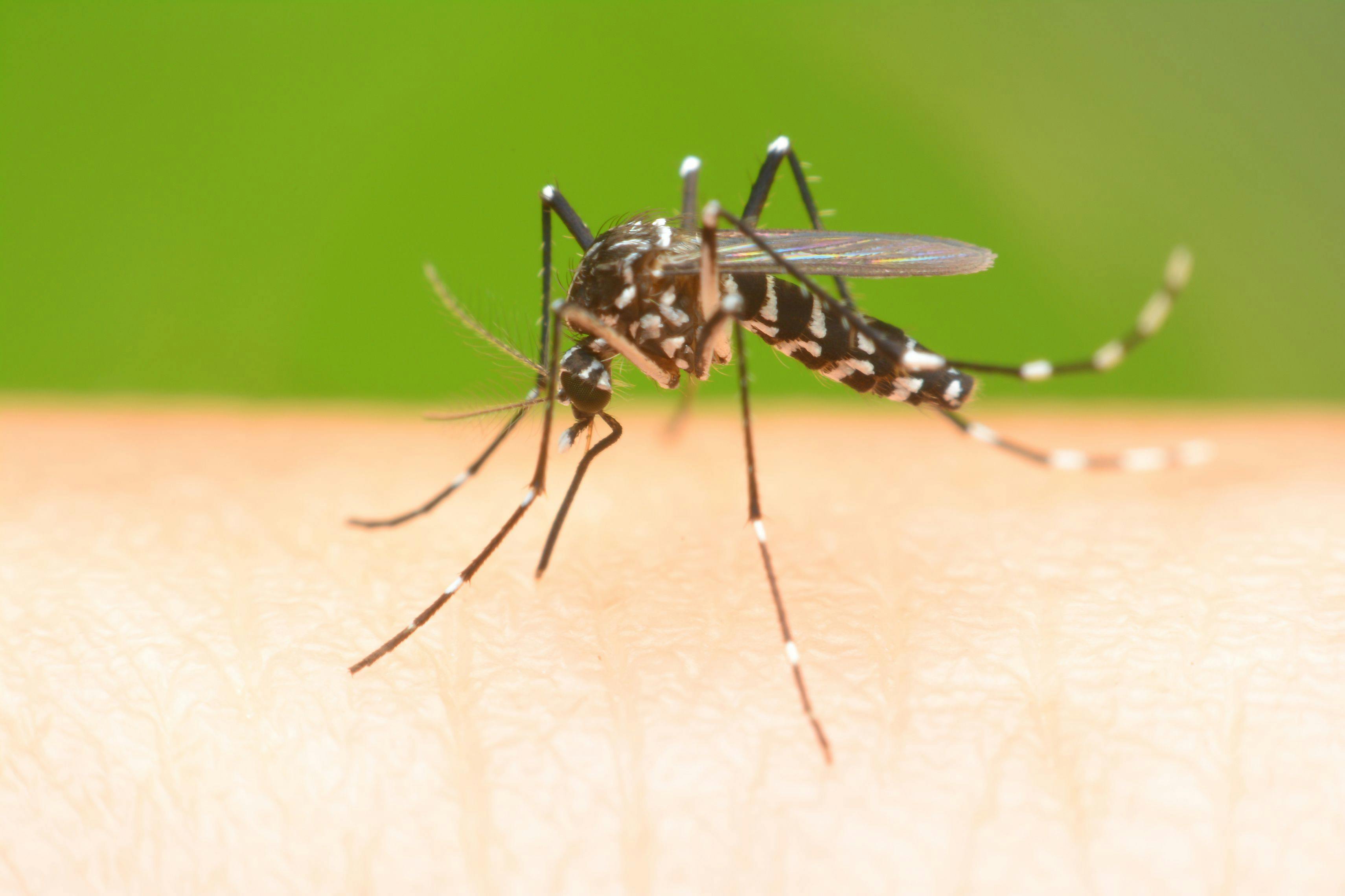 Salt-Based Mosquito-Control Products Are Ineffective