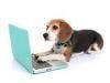 Trending News Today: Germs from Household Pets May Stave Off Autoimmune Conditions in Humans