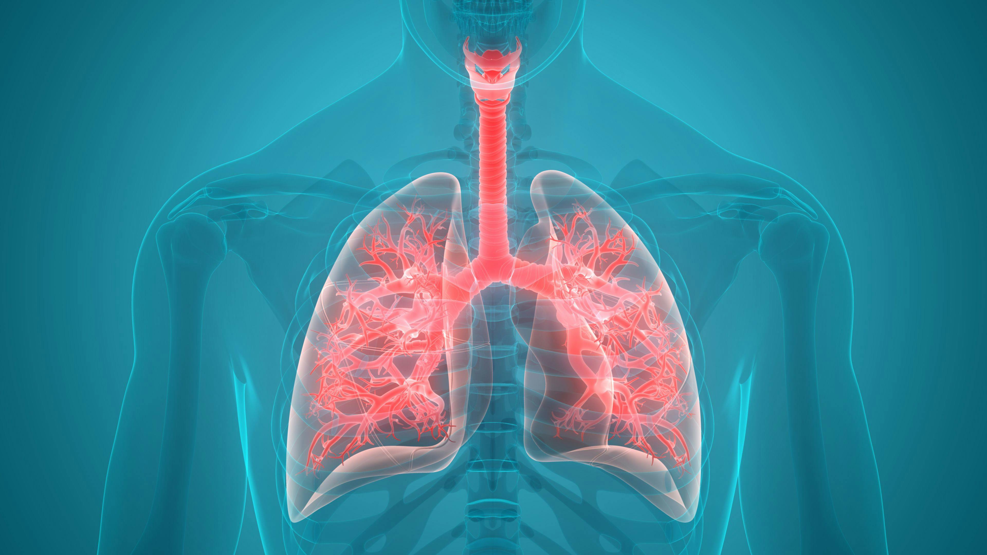 Human Respiratory System Anatomy | Image Credit: magicmine - stock.adobe.com