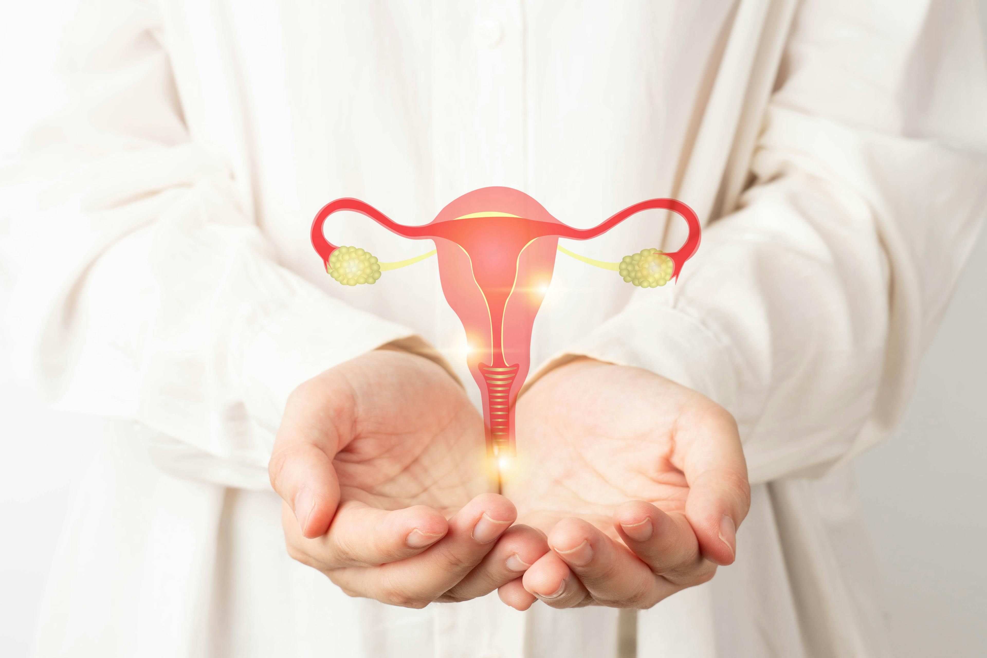 Model of uterus -- Image credit: Orawan | stock.adobe.com
