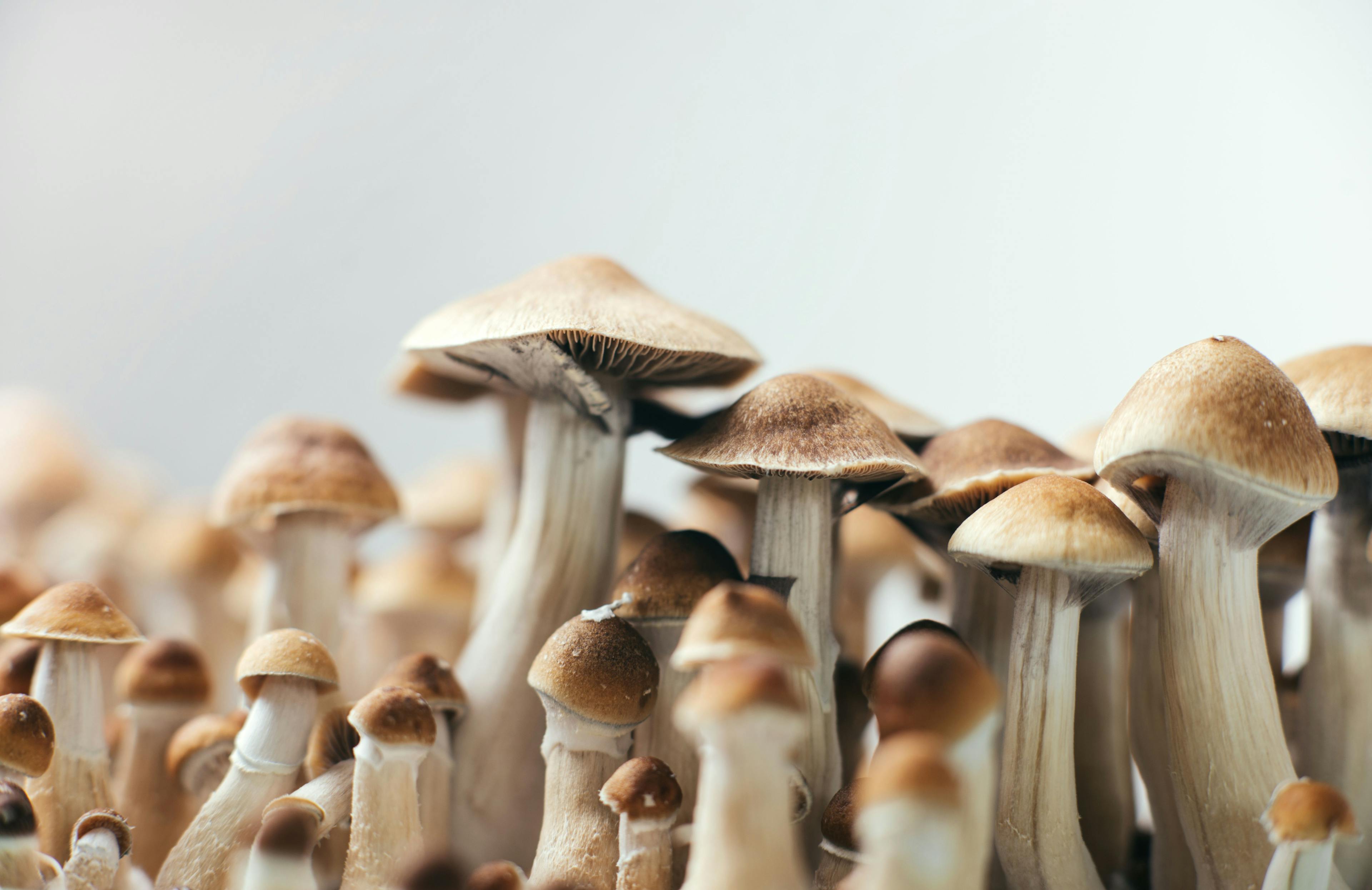 Expert Reviews New Data, Updates in Psychedelic Medicines