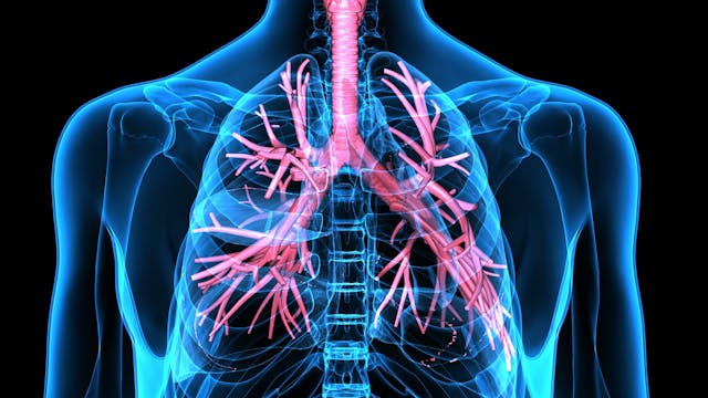 3Dillustration Human Respiratory System | Image Credit: PIC4U - stock.adobe.com
