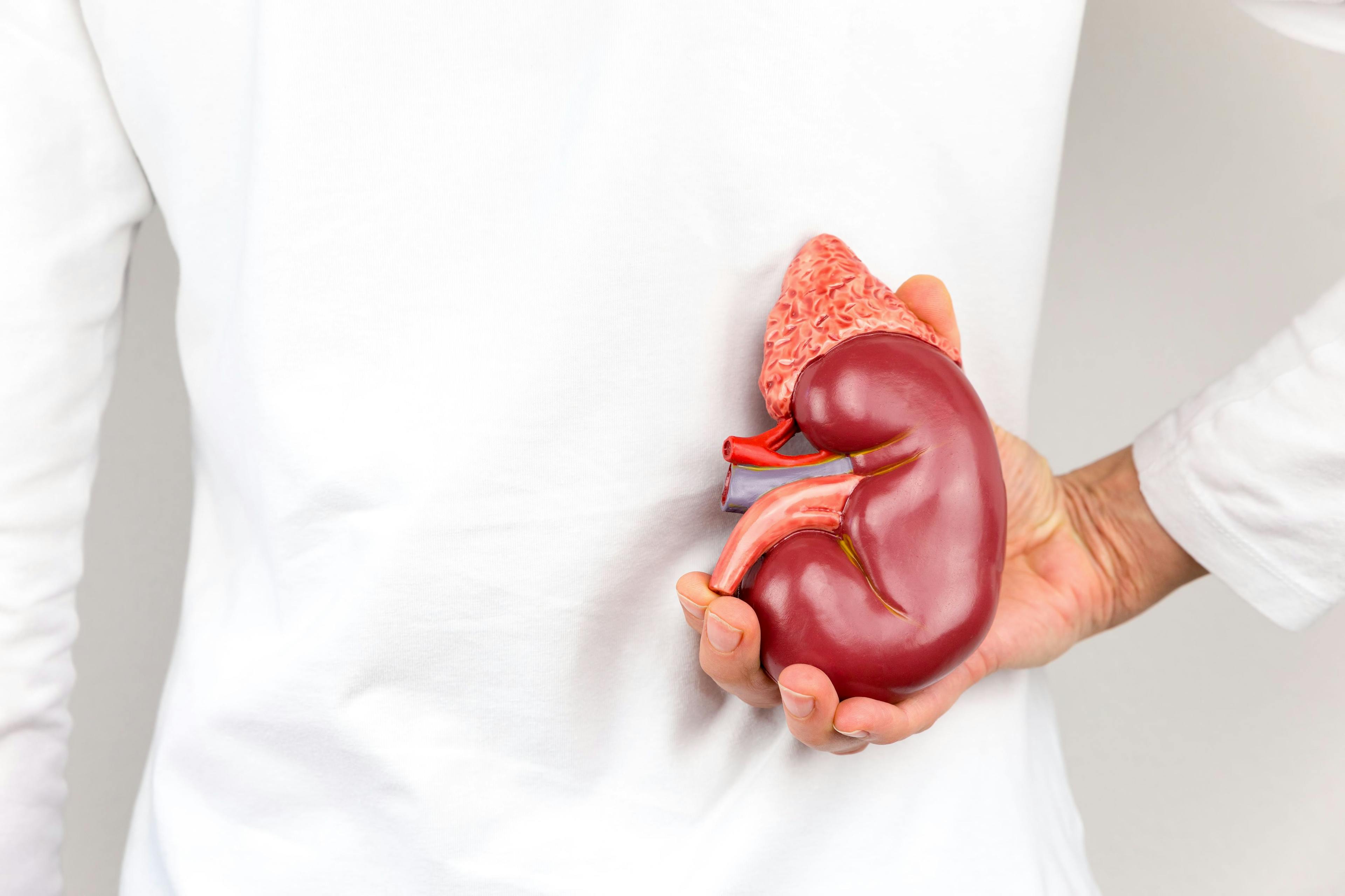 Health care professional holding model of a kidney -- Image credit: benschonewille | stock.adobe.com
