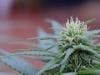 Study Suggests Medical Marijuana May Increase Misuse of Prescription Drugs