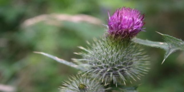 The Humble Milk Thistle: An Intervention for Liver Disease?