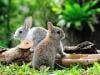 Rabbit Virus Could be Key to Fighting Brain Cancer