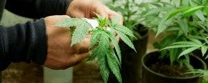Adding Cannabis to Opiates Treatment May Increase Pain Relief