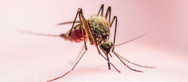 CDC: Rise in US Malaria Rate May Be Linked to Increase in International Travel