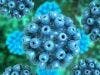 Coinfection with HIV-Hepatitis C Can Increase Cancer Risk