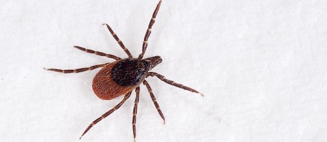 Lyme Disease May Lead to Disabling Posttreatment Problems