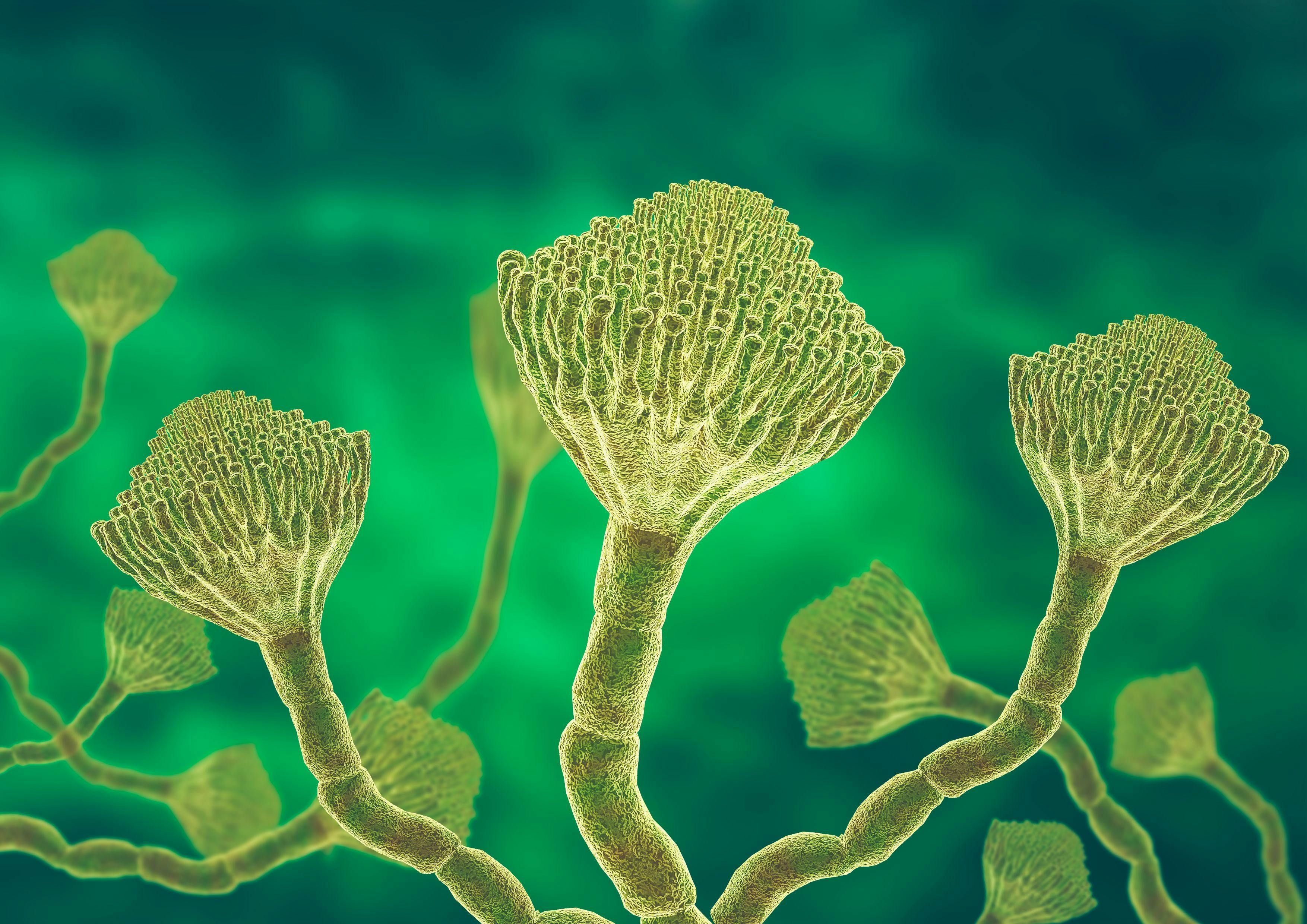 Microscopic view of a colony of Aspergillus fungi, which causes the lung infection aspergillosis, aspergilloma of the brain and lungs - Image credit: AGPhotography | stock.adobe.com