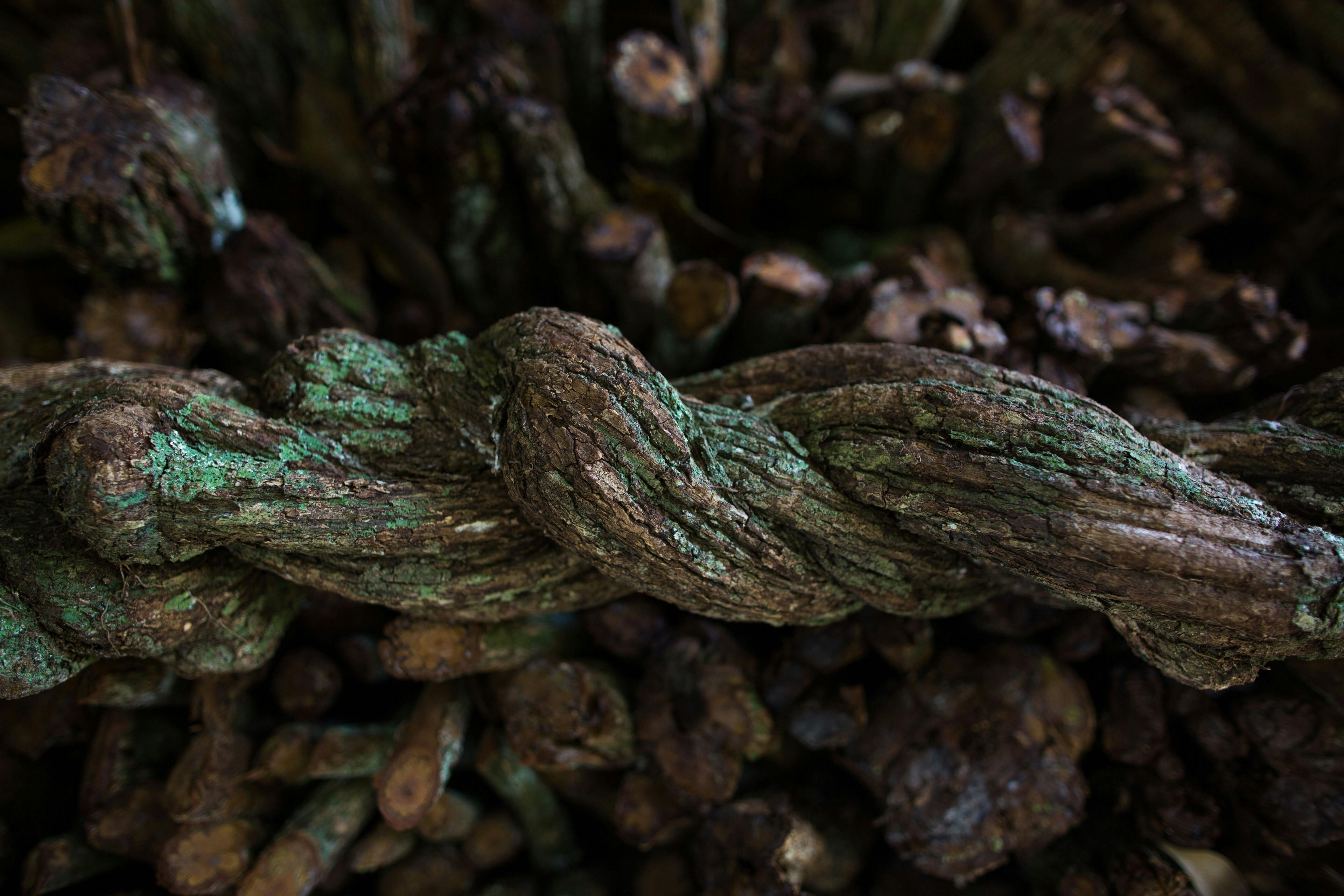 Ayahyasca is most commonly prepared by a decoction of 2 plants from the Amazon region. Image Credit: © Bankerok - Adobe Stock