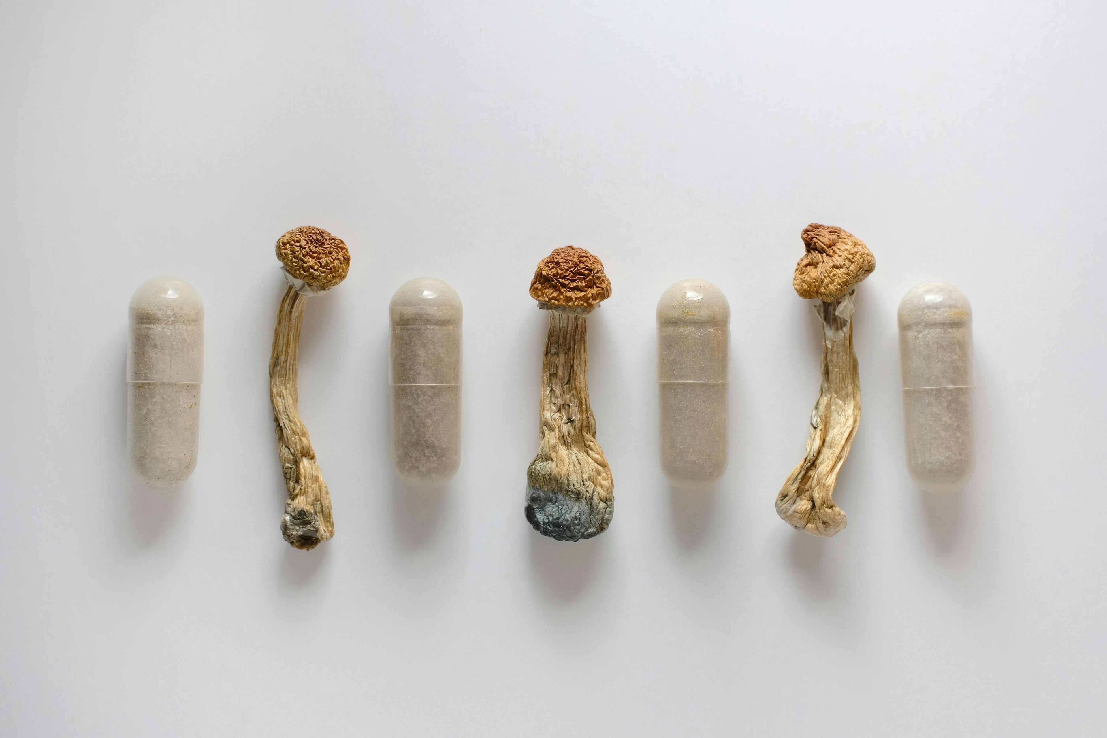 Dry psilocybin mushrooms | Image credit: Cannabis_Pic - stock.adobe.com