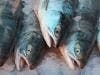 Fish Toxin Stops Cancer Growth