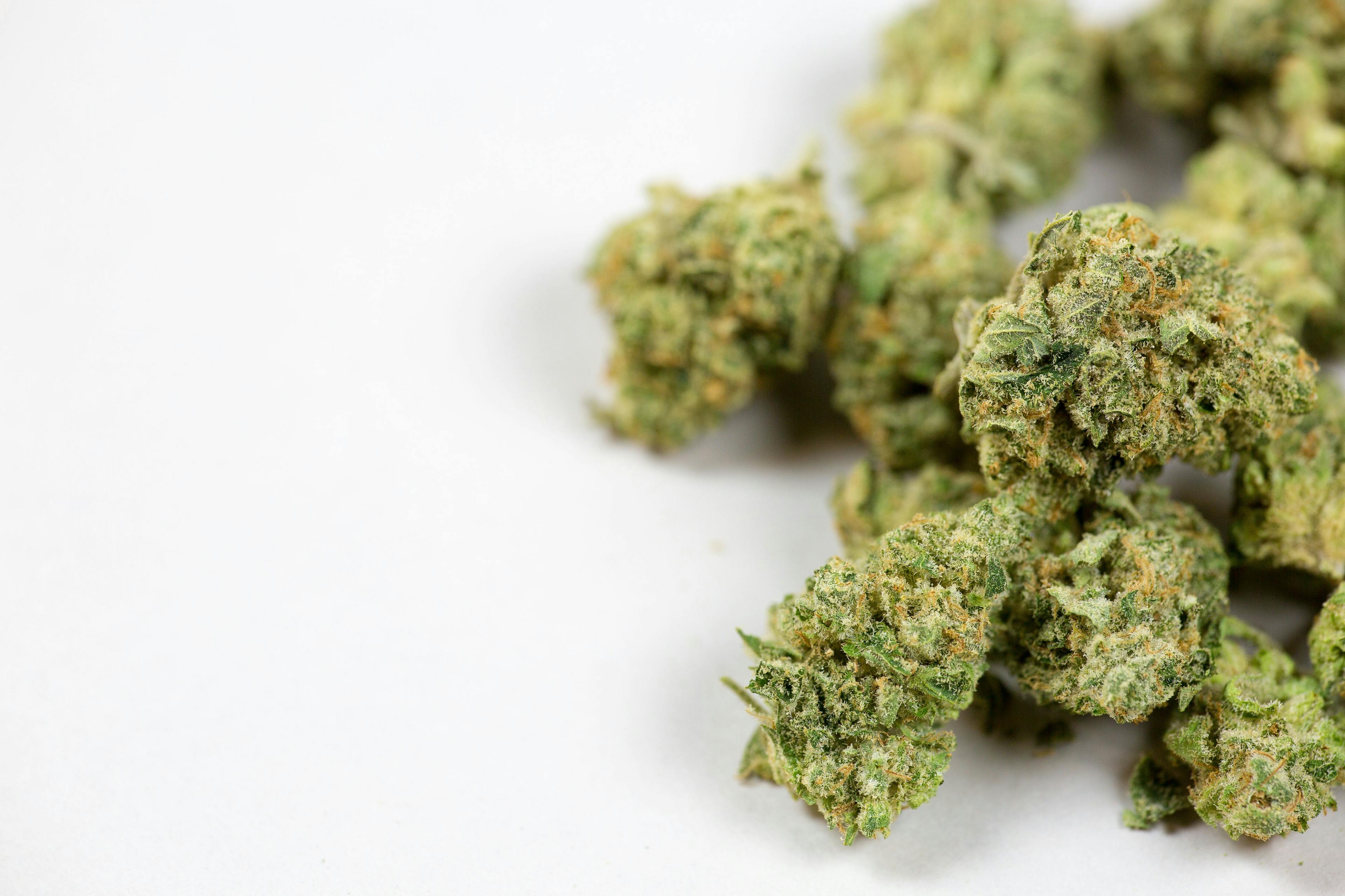 Close up of marijuana bud on white background - Image credit: Pattersonic | stock.adobe.com