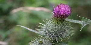 Resource Provides Answers On Milk Thistle