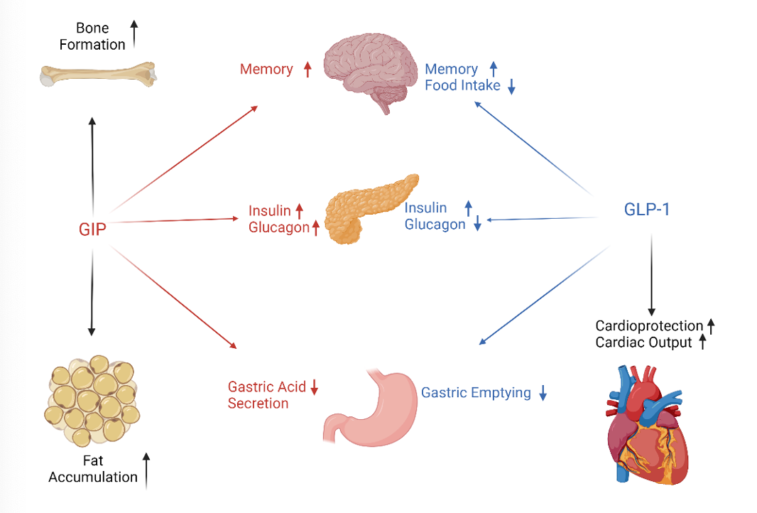 Effects of GLP-1 and GIP | Created with biorender.com, derived from Yabe, et al.8